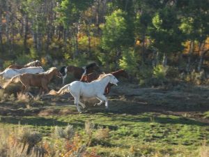 Horses in a lush mountain meadow surrounded by scenic Colorado views at Rusty Spurr Ranch.