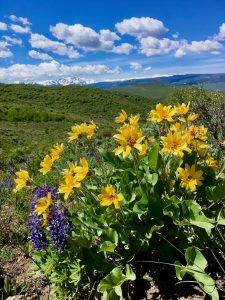 Bright summer wildflowers covering a wide open space beneath the Colorado mountains at Rusty Spurr Ranch.