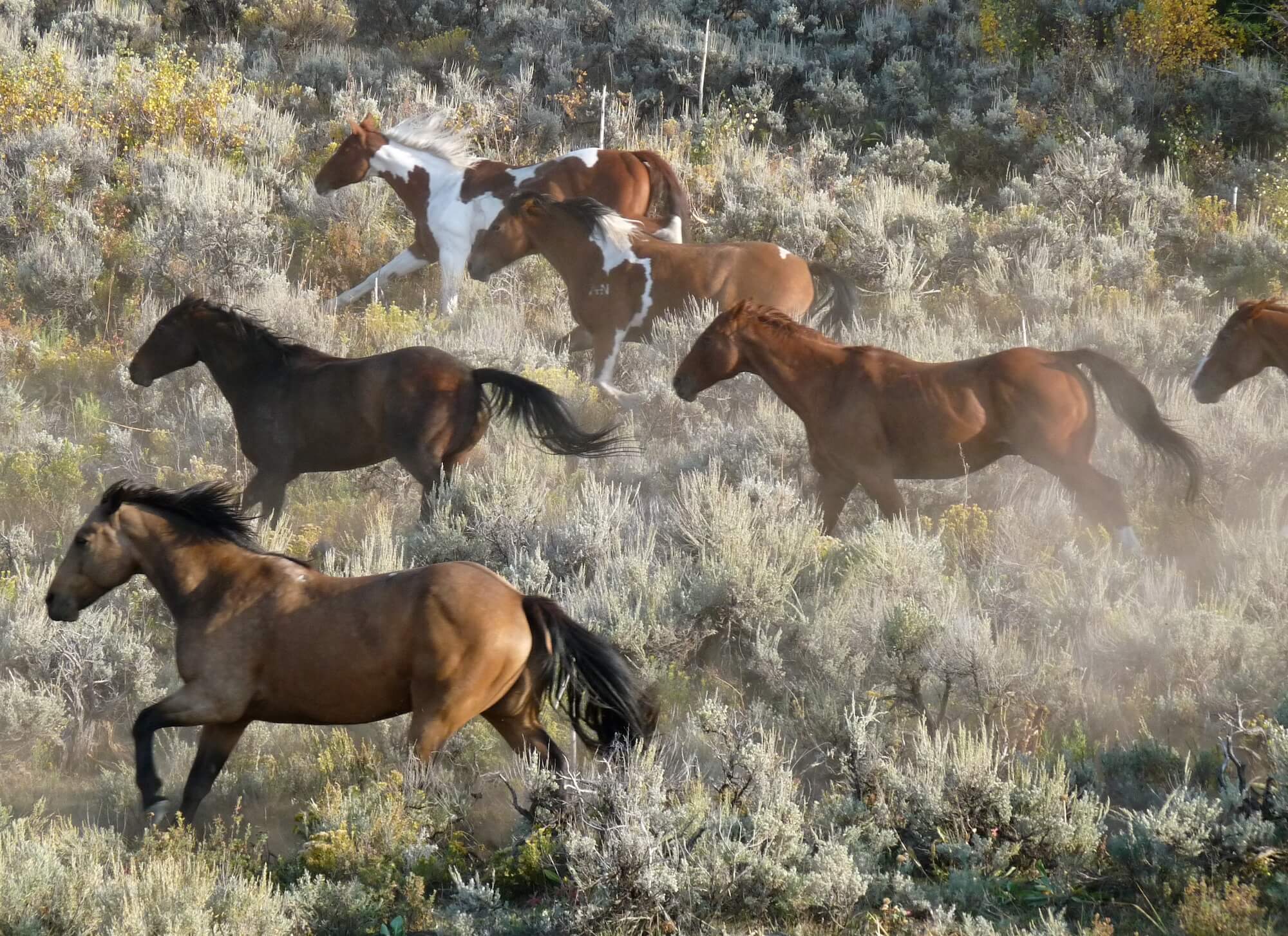 Sweet-natured horses running freely through a green mountain meadow at Rusty Spurr Ranch in Colorado.